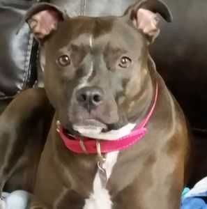 Meet your Posher, Missy